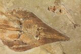 Spectacular, Guitar Ray (Rhinobatos) Fossil - Lebanon #81610-3